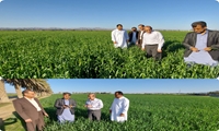 رشد بیش از دو برابری سطح زیر کشت گندم در شهرستان راسک