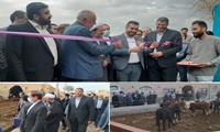 افتتاح دامداری 2900 رأسی در شهرستان قرچک با حضور استاندار تهران