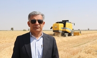 برداشت دومین خوشه های طلایی گندم کشور در جنوب کرمان