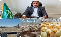 تولید گوشت مرغ در مهرستان به دوبرابر افزایش یافت