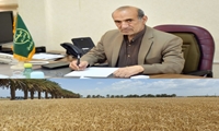 گندمکاران سیستان و بلوچستان تاکنون بیش از 31 هزار تن گندم به مراکز خرید تحویل داده اند