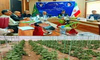 واگذاری زمین برای احداث 150هزار متر مربع گلخانه در سیستان وبلوچستان