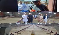 افتتاح یک واحد صنعتی پرورش مرغ گوشتی در بزمان