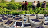 آغاز برداشت انگور یاقوتی از باغات شهرستان سرپلذهاب