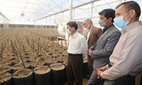 بازدید رئیس سازمان جهاد کشاورزی استان کرمان از گلخانه نهال گردوی قرنطینه ای شهرستان بافت بازدید نمود.