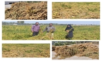 برداشت گیاه شوری زیست کینوا در دشتستان آغاز  گردید