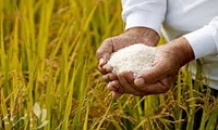حمایت از کشت قراردادی برنج با تامین بیش از 16 هزار تن انواع کودهای کشاورزی و سایر نهاده‌های مورد نیاز
