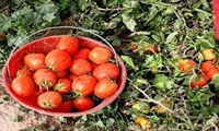 شروع کاشت محصول گوجه فرنگی در شهرستان طارم