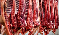 خرید 160 تن گوشت قرمز در طرح خرید تضمینی دام مازاد در استان مرکزی
