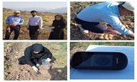 طرح نمونه برداری محصولات زراعی، جهت آنالیز سلامت غذایی توسط جهادکشاورزی شهرستان طارم