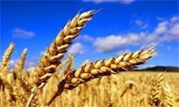 خرید گندم به مرز 500 هزار تن رسید