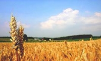 برگزاری روز مزرعه در شهرستان ارزوئیه