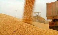 رشد 51 درصدی خرید تضمینی گندم در سال جاری
