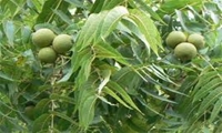 ورود سرشاخه کاران خبره و متخصص تغییر ارقام گردو از تویسرکان همدان به زرند