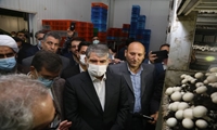 بازدید وزیر جهاد کشاورزی از مجتمع کشت و صنعت قارچ ملارد