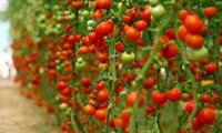 مشاهده ویروس چروکیدگی قهوه ای میوه گوجه فرنگی در گلخانه ها