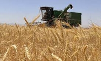 افزایش قیمت خرید گندم موجب اشتیاق گندم کاران خراسان شمالی برای تولید بیشتر