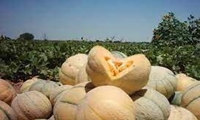 آبیاری 100 درصدی مزارع صیفی به روش تیپ در سروستان