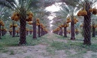مقابله با کرم میوه خوار و کنه تارتن در نخیلات کارون