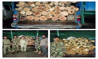 کشف و ضبط بیش از 2 تن چوب قاچاق در زنجان