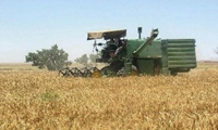بیش از 3 میلیون و 600 هزار تن گندم از 8 استان کشور خریداری شد/ افزایش بیش از 100 درصدی خرید تضمینی گندم در 5 استان