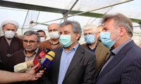 کشت برنج در استان‌های شمالی قراردادی می‌شود
