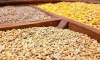 اعلام قیمت جدید ذرت، جو و کنجاله سویا در سامانه بازارگاه