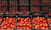 پیش‌بینی تولید 180 تن گوجه چری در بیضا
