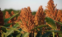 کاشت سورگوم دانه ای برای اولین بار در فارس