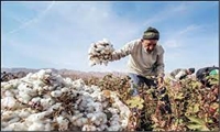 دستورالعمل کشت قراردادی پنبه ابلاغ شد