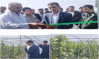 بهره‌برداری از گلخانه الگویی 2 هزار مترمربعی در شهرستان زرآباد