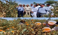 برداشت گلچه های گلرنگ مزارع سیستان وبلوچستان از شهرستان دشتیاری آغاز شد