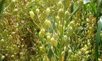 آغاز کشت پاییزه دانه روغنی کاملینا در مزارع استان قزوین