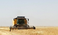 خرید دانه روغنی کاملینا در فارس