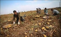 شروع برداشت محصول سیب زمینی در شهرستان طارم