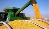 توزیع بذر و کود کشت قراردادی ذرت برای اولین بار در شوش