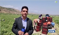 رکورد برداشت محصول گوجه فرنگی به نام کشاورز طارمی ثبت شد