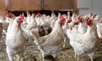 واردات 5 هزار تن مونو کلسیم فسفات برای تکمیل جیره خوراک طیور ‌کشور