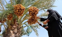 نظام نوین ترویج کشاورزی با آموزش های چهره به چهره در خرمشهر