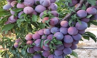 برداشت 38 هزار و 600 تُن آلو از سطح باغات آذربایجان غربی آغاز شد