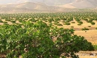 باغات انجیر دیم استهبان به عنوان نظام میراثی کشاورزی ثبت جهانی می‌شود