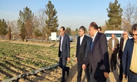 بازدید وزیر جهاد کشاورزی از "طرح تولید لاین مادری کلزای بهاره مقاوم به سرما" در خراسان رضوی