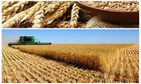 صادرات 200تن بذور گواهی شده رویالتی برای اولین بار در کشور