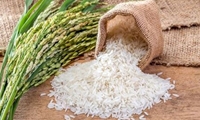 کاهش واردات برنج در راستای حمایت از تولید داخل/ مدیریت اعطای مجوز واردات با سیستمی شدن ثبت سفارش‌ها