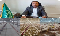 تولید  880 تن گوشت مرغ در مهرستان