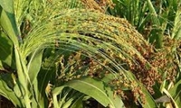 برداشت جارو از مزارع شهرستان بردسیر در حال انجام است
