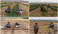 آغاز برداشت خیار کشت زیر پلاستیک بخش زرنه شهرستان ایوان