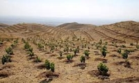 هدفگذاری کاشت 8 میلیون اصله نهال در استان تهران
