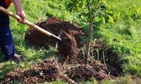 کاشت 400 میلیون اصله نهال در قالب طرح‌های منابع طبیعی/ تهیه بسته‌های ترویجی و آموزشی