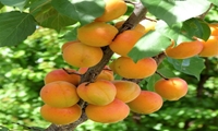 برداشت بیش از 27هزار تن زرد آلو از باغات آذربایجان غربی